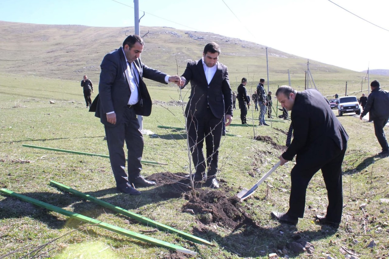 Daşkəsəndə ağacəkmə aksiyası keçirildi - FOTOLAR